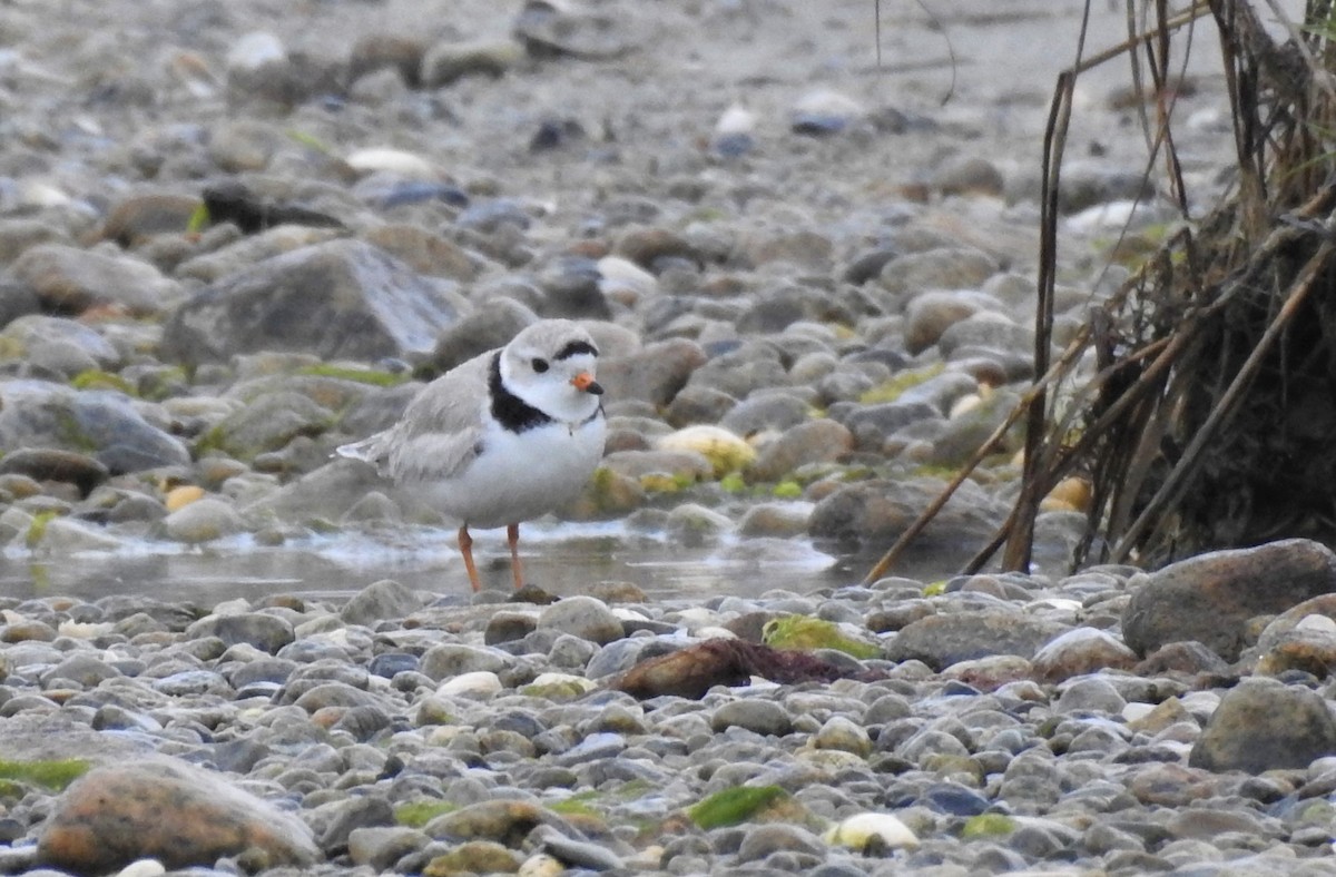 Piping Plover - ML158132601