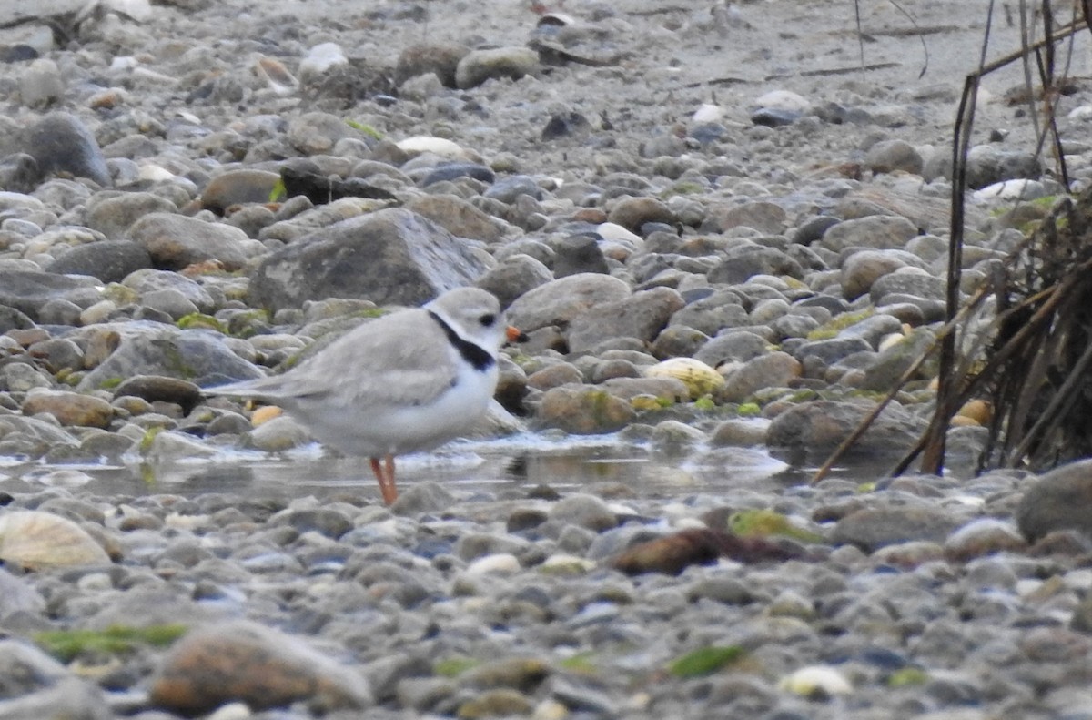Piping Plover - ML158132721
