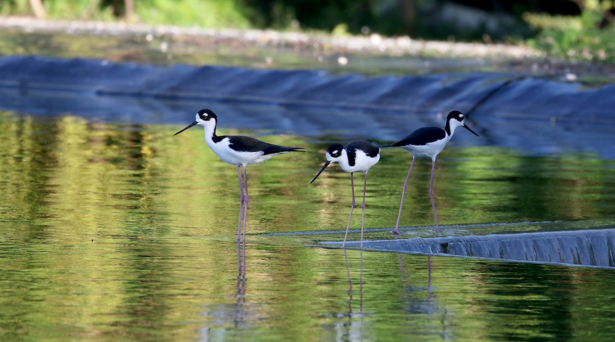 Black-necked Stilt (Black-necked) - ML158134211