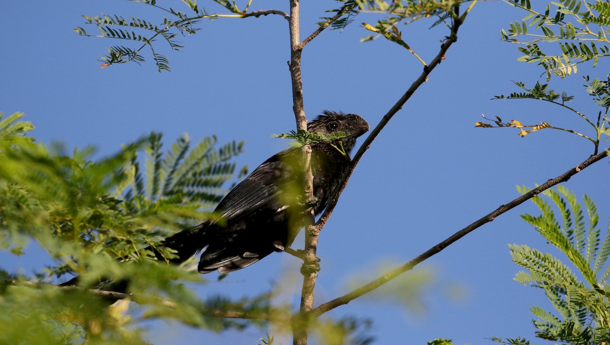 Smooth-billed Ani - ML158134791