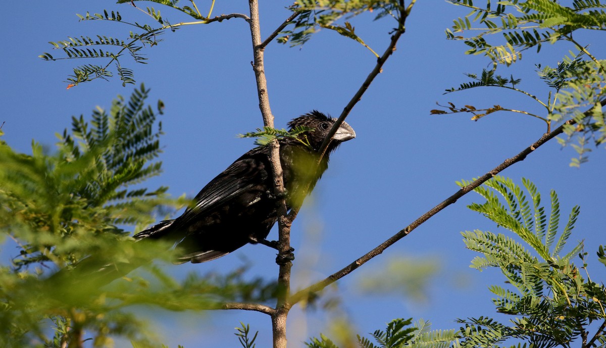 Smooth-billed Ani - ML158134891