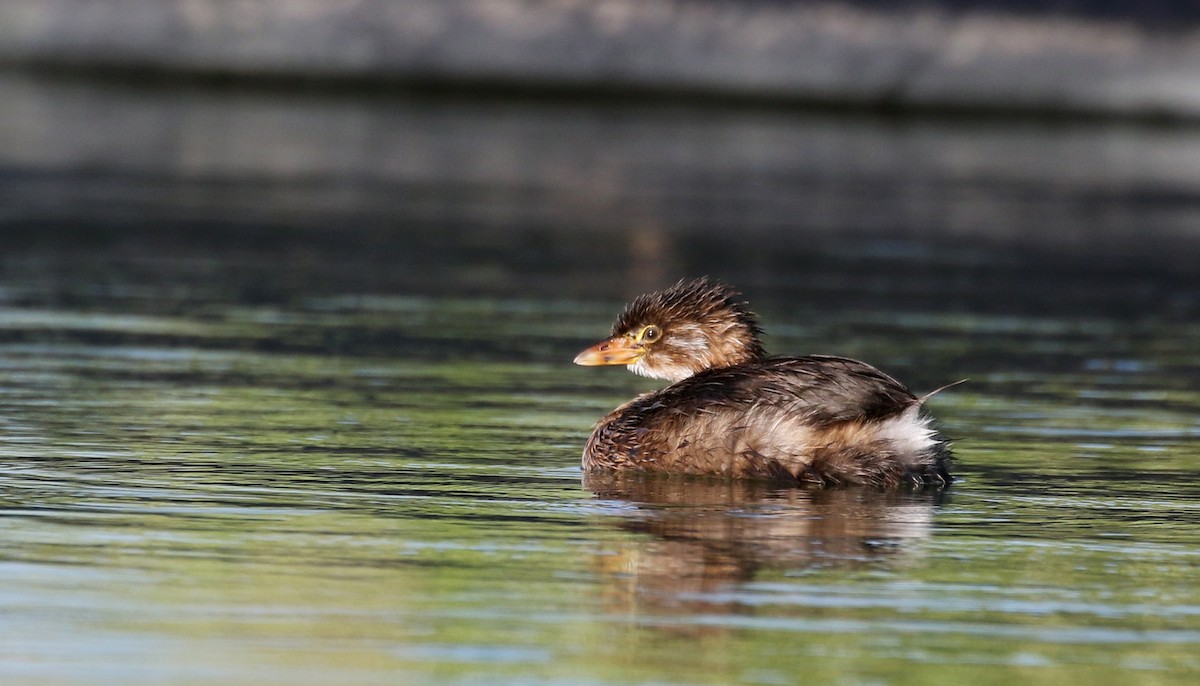 Pied-billed Grebe - ML158134911