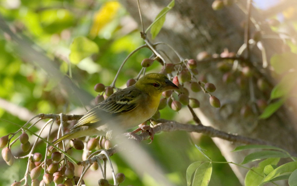 Village Weaver - Jay McGowan