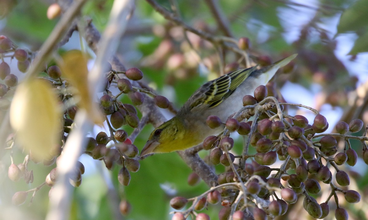 Village Weaver - ML158135421