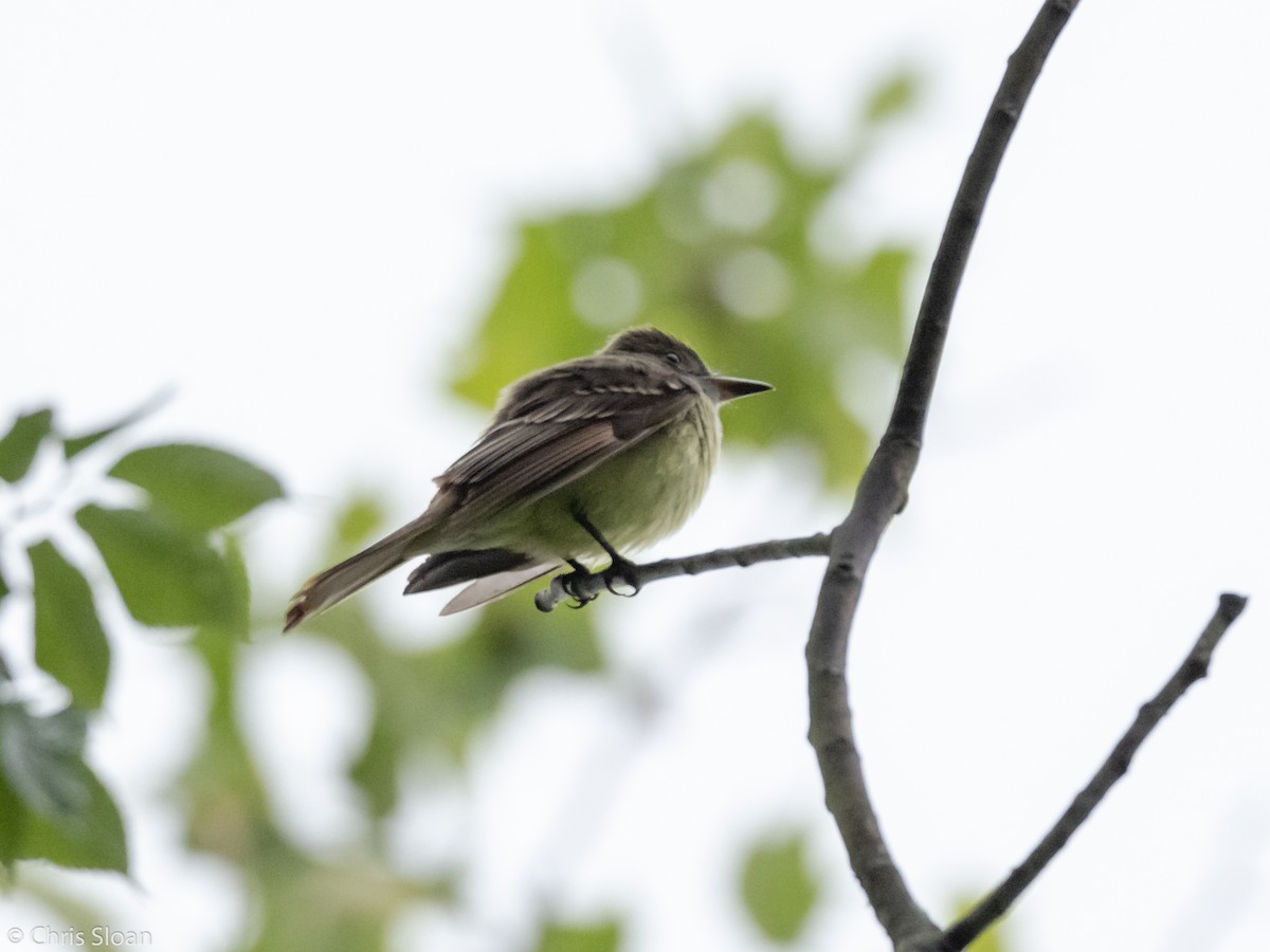 Great Crested Flycatcher - Christopher Sloan