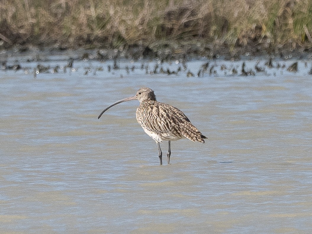 Far Eastern Curlew - ML158137281