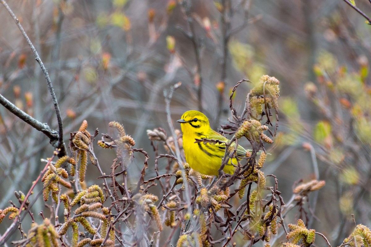 Prairie Warbler - ML158137381