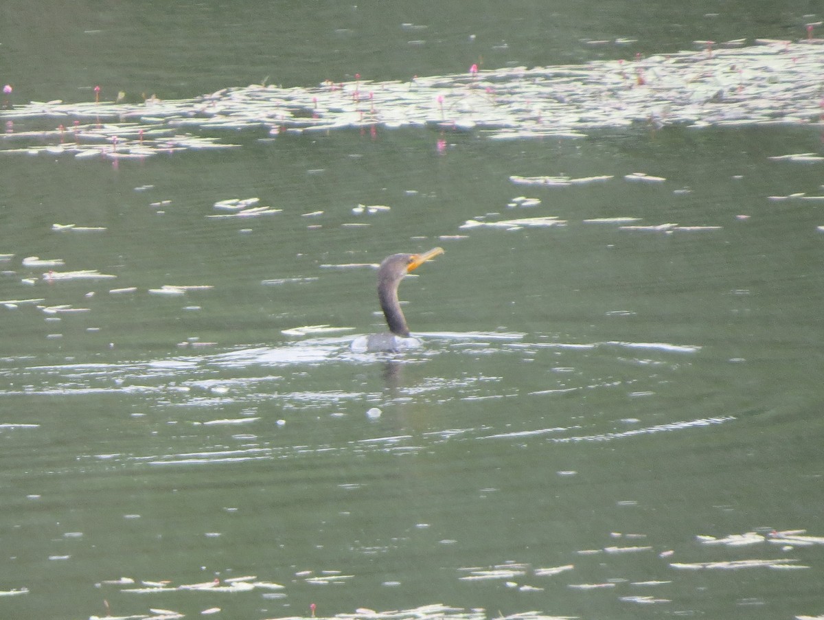 Double-crested Cormorant - ML158138371