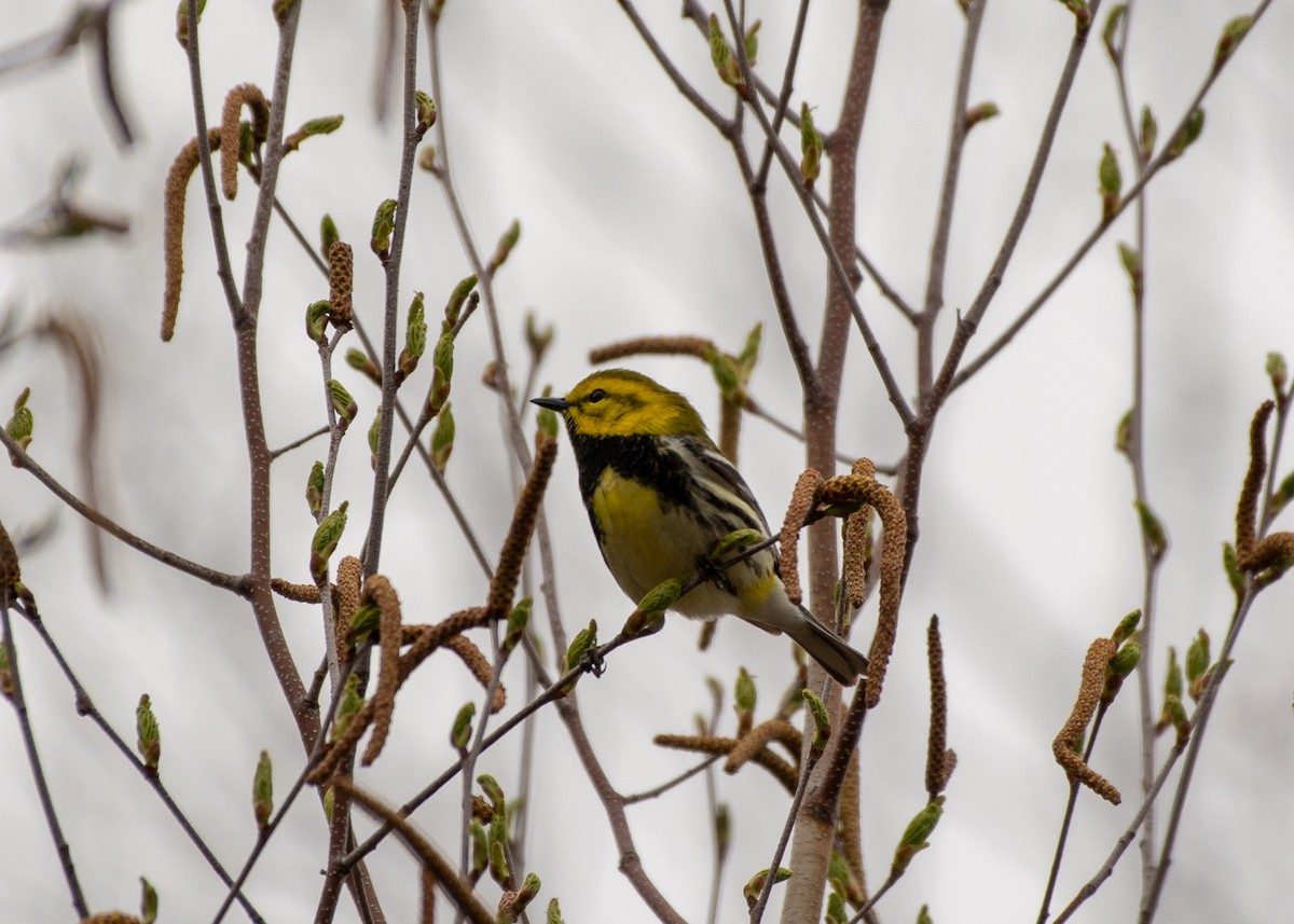 Black-throated Green Warbler - ML158138451