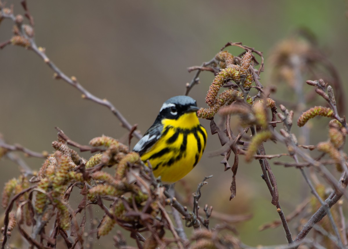 Magnolia Warbler - ML158138741