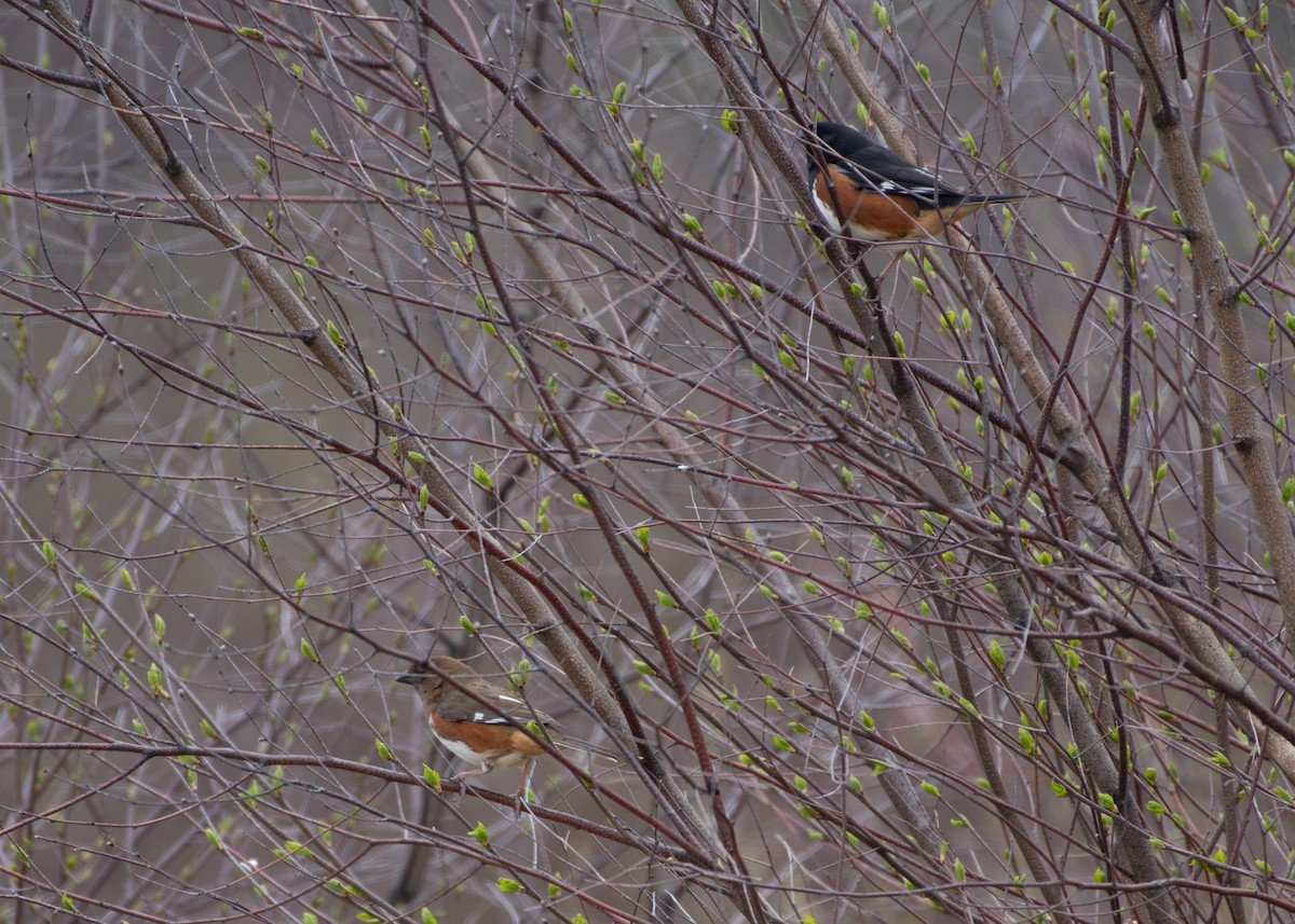 Eastern Towhee - ML158139211