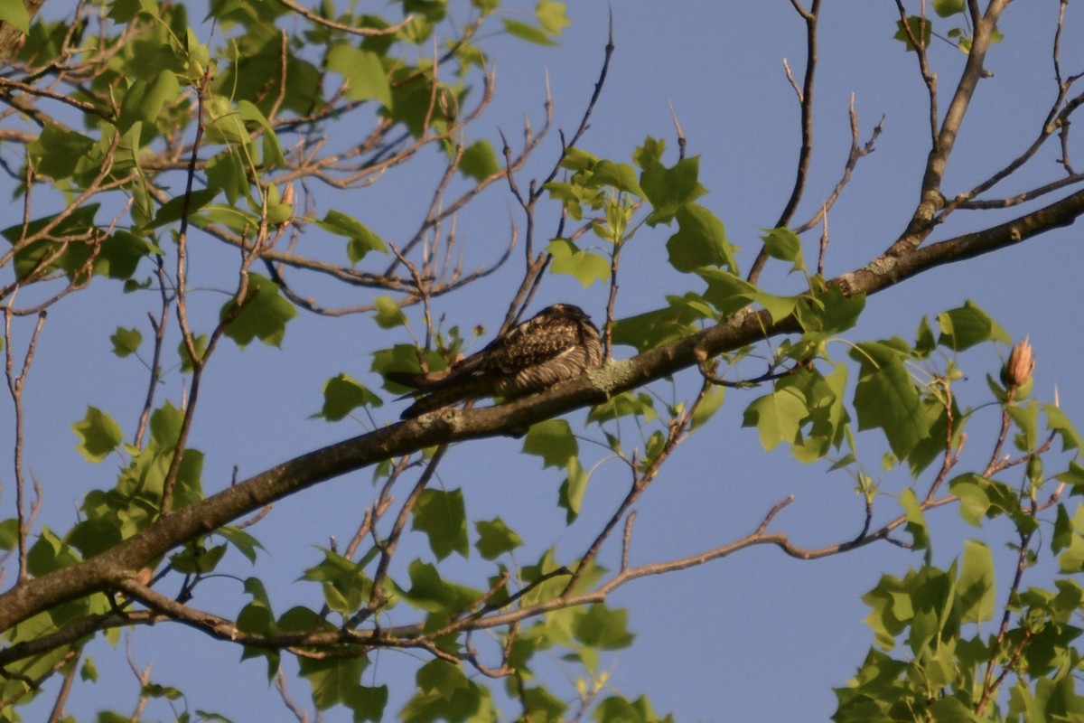 Common Nighthawk - Ryan Bass