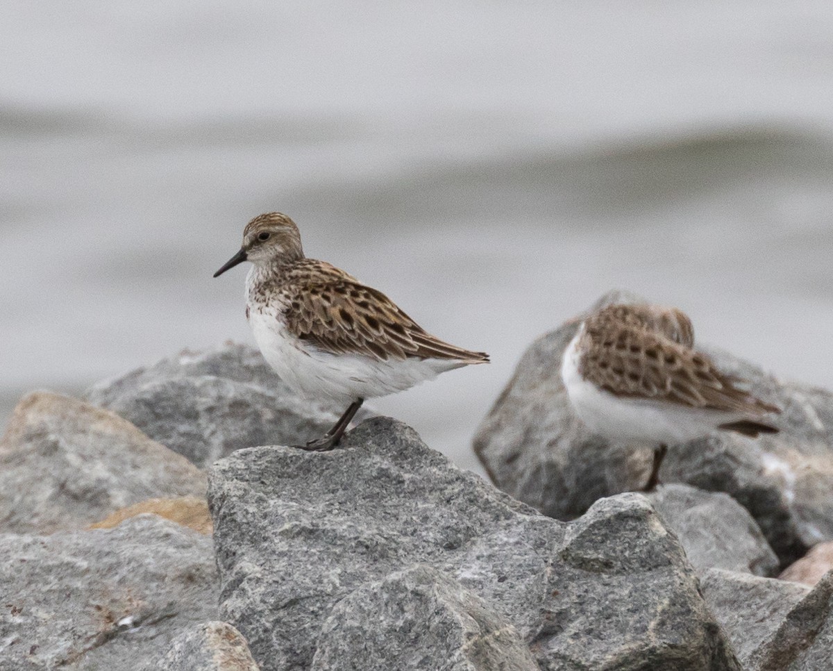 Semipalmated Sandpiper - ML158140441