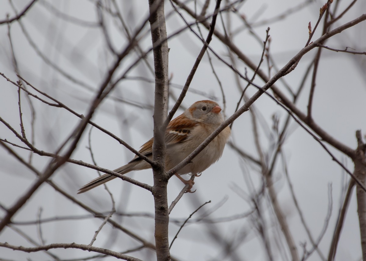 Field Sparrow - ML158140561