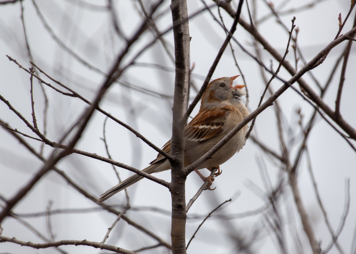 Field Sparrow - ML158140571