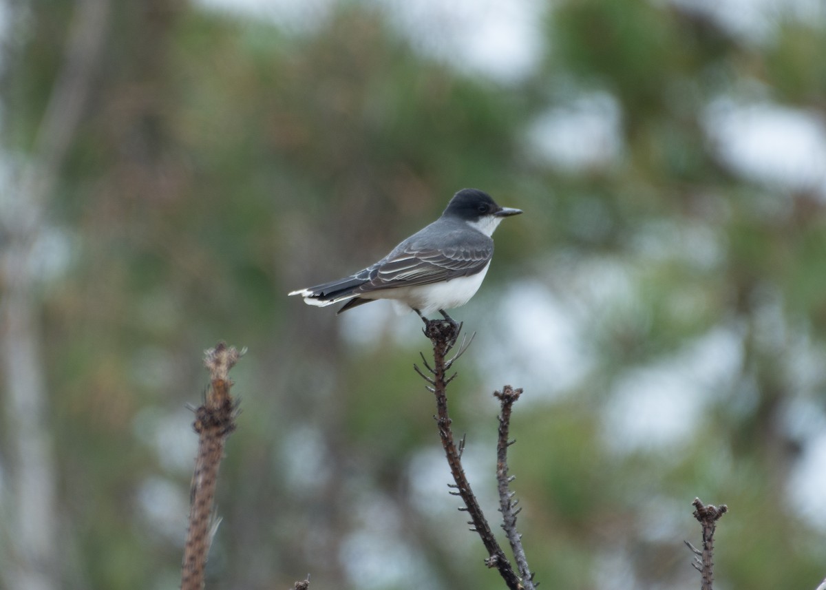 Eastern Kingbird - ML158141181