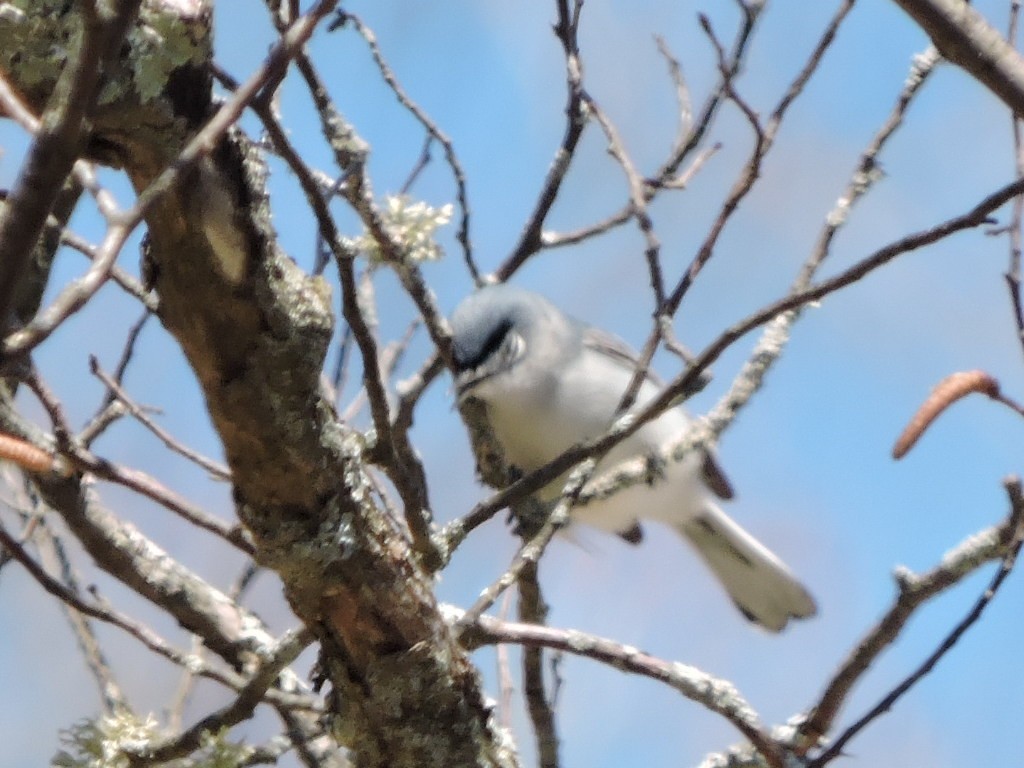 Blue-gray Gnatcatcher - ML158141271