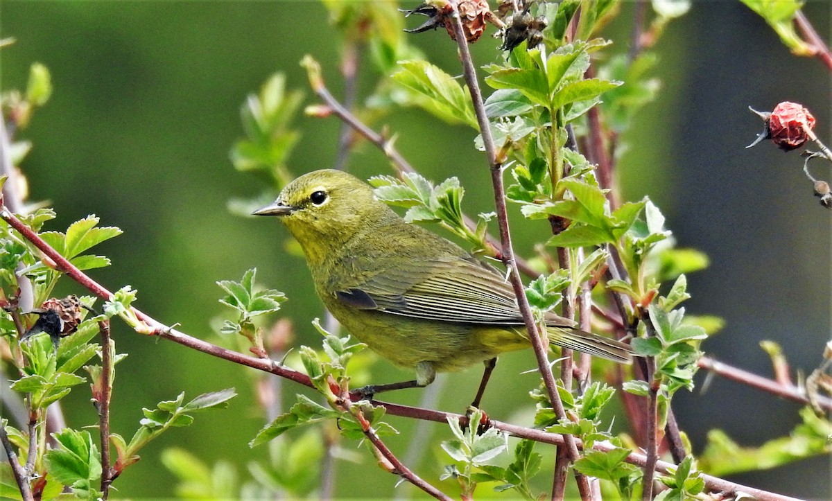 Orange-crowned Warbler - ML158143071