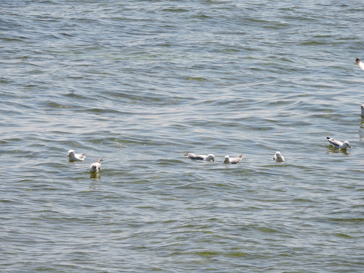 Ring-billed Gull - ML158146801