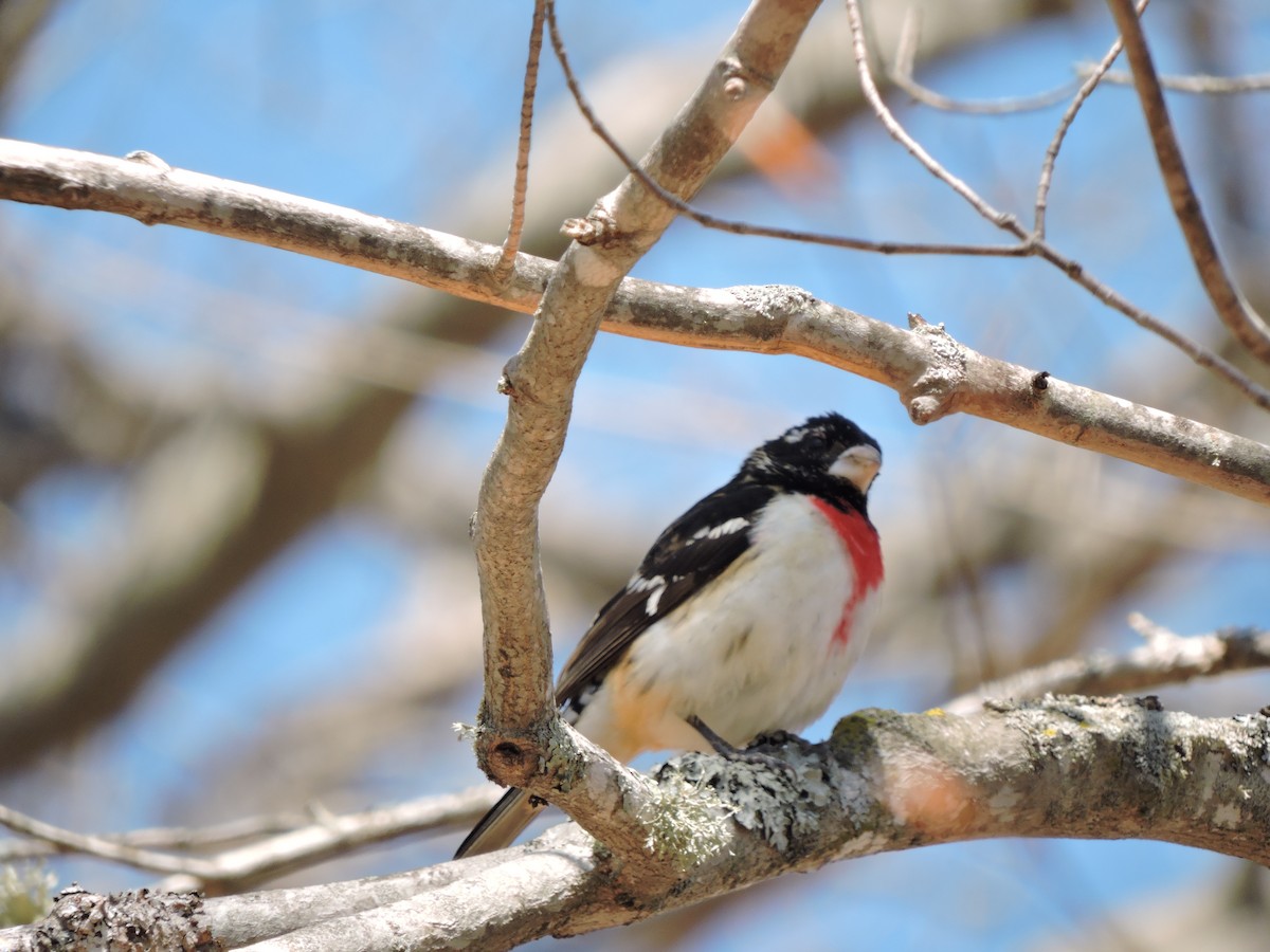 Rose-breasted Grosbeak - ML158146951