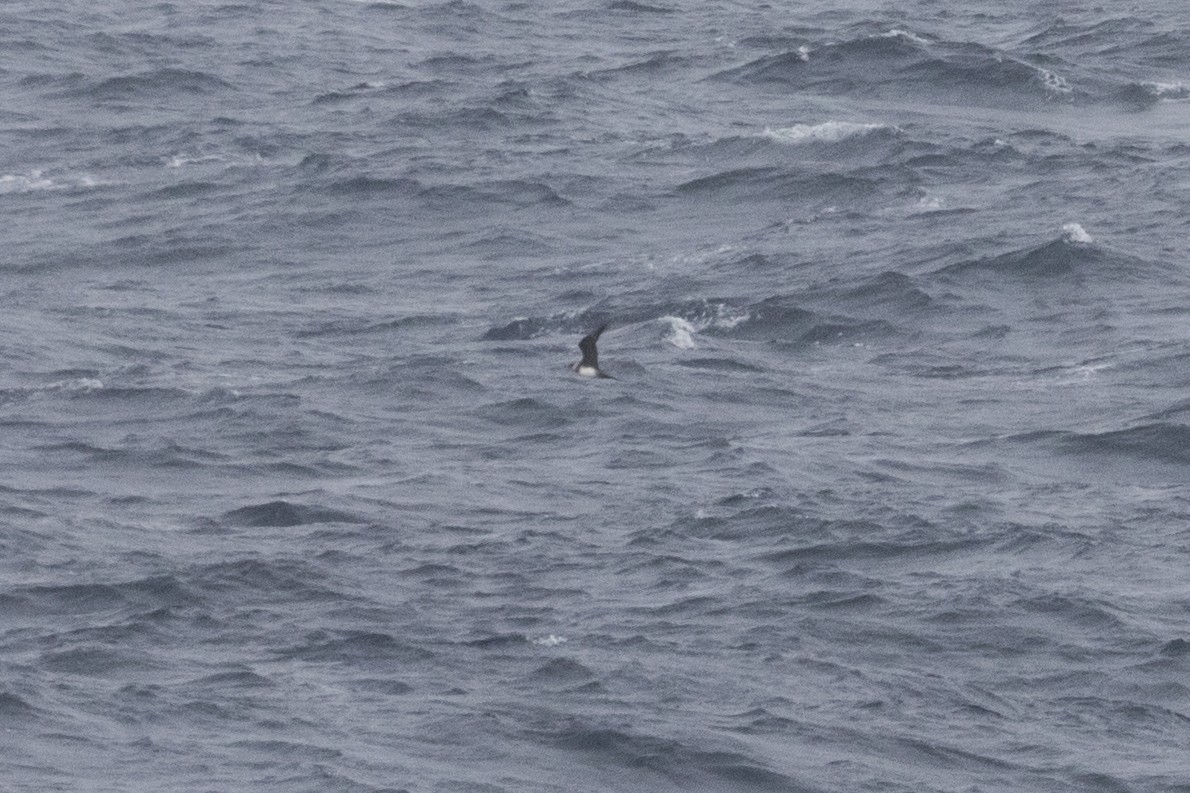 Parasitic Jaeger - Robert Lockett