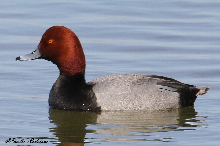 Redhead - Paulin Rodrigue