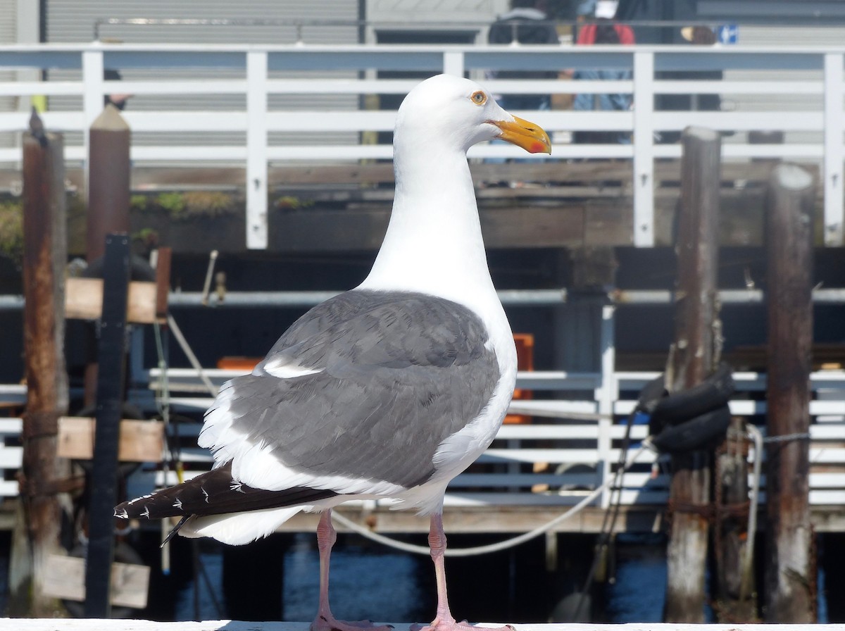 Goéland d'Audubon - ML158149221