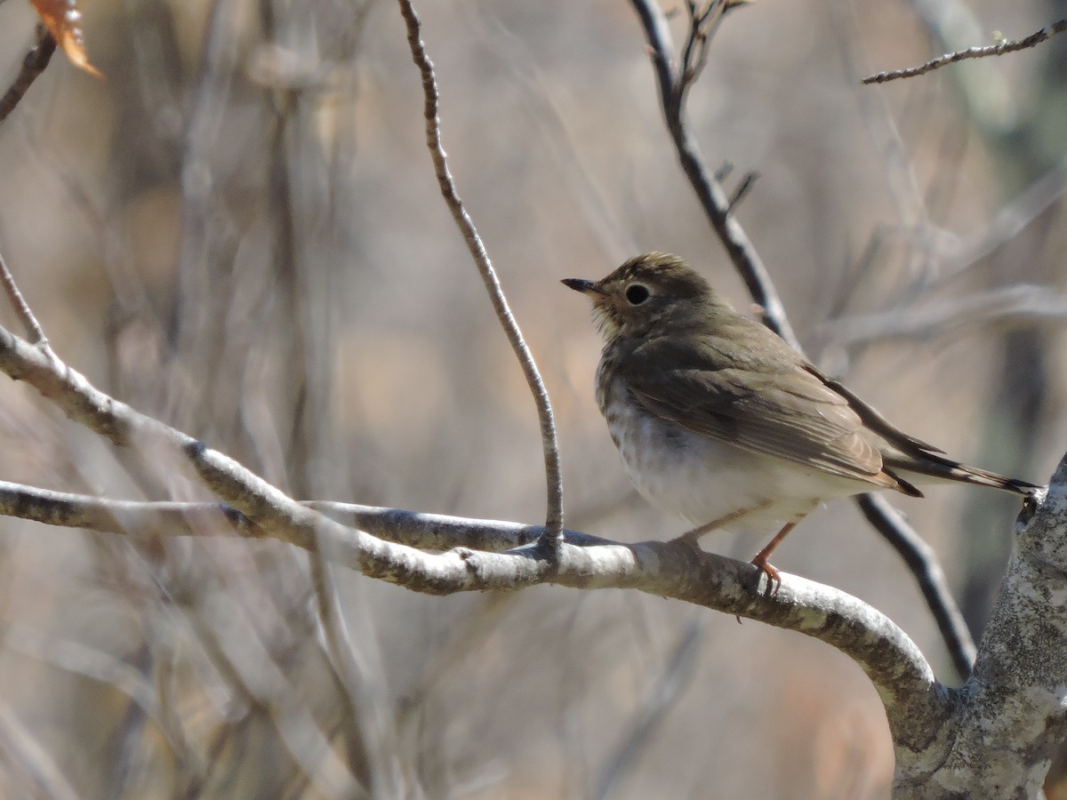 Swainson's Thrush - ML158149991