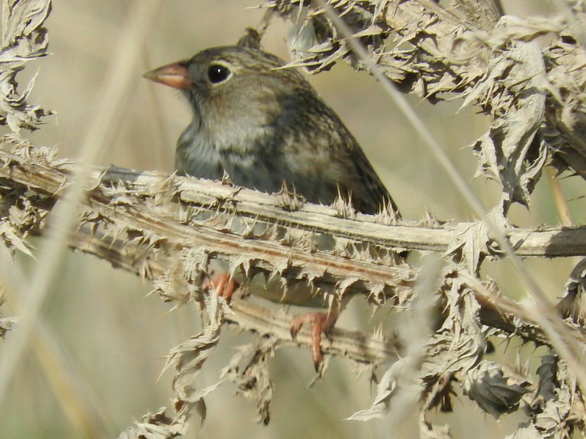 Carbonated Sierra Finch - ML158151451