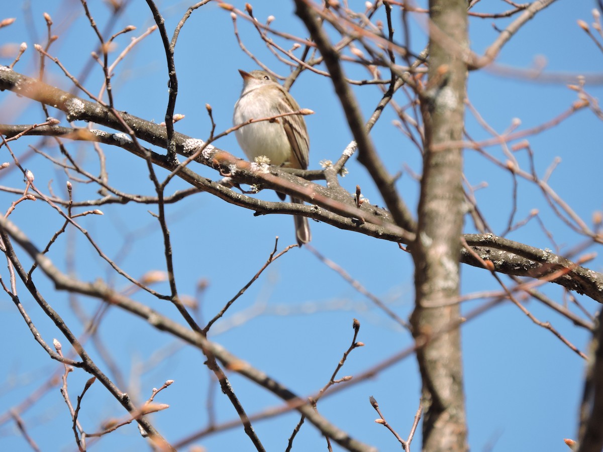 Least Flycatcher - ML158151651