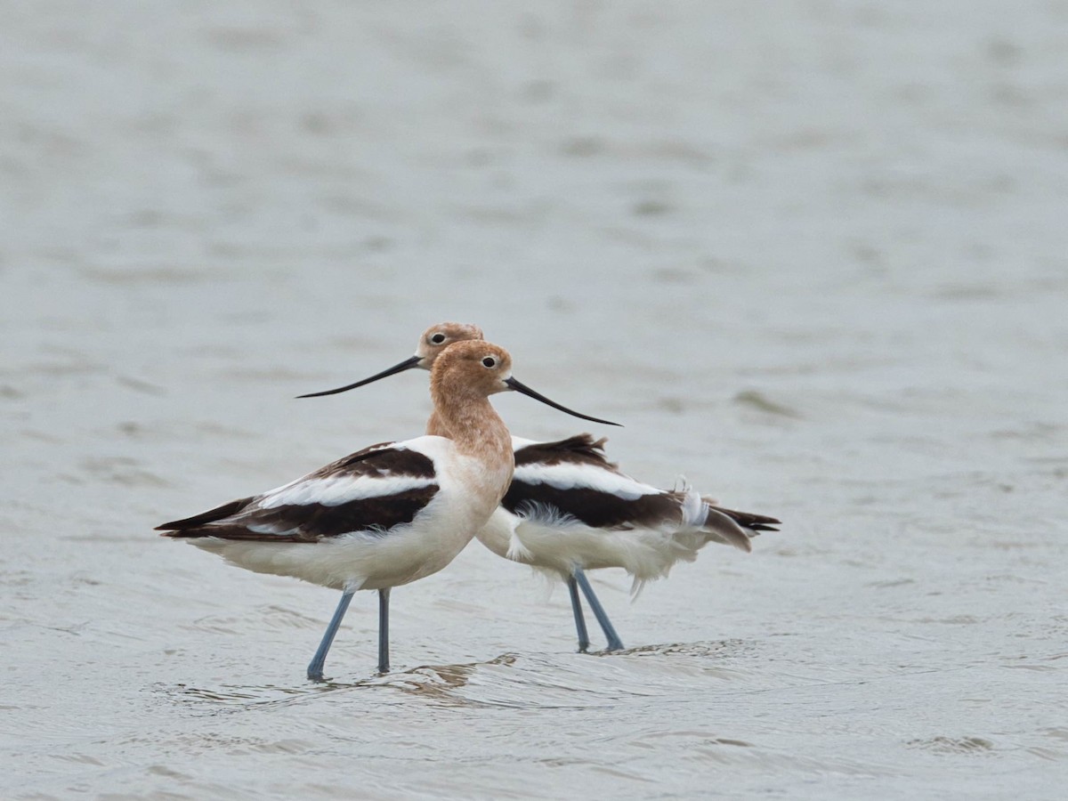 Avocette d'Amérique - ML158152291