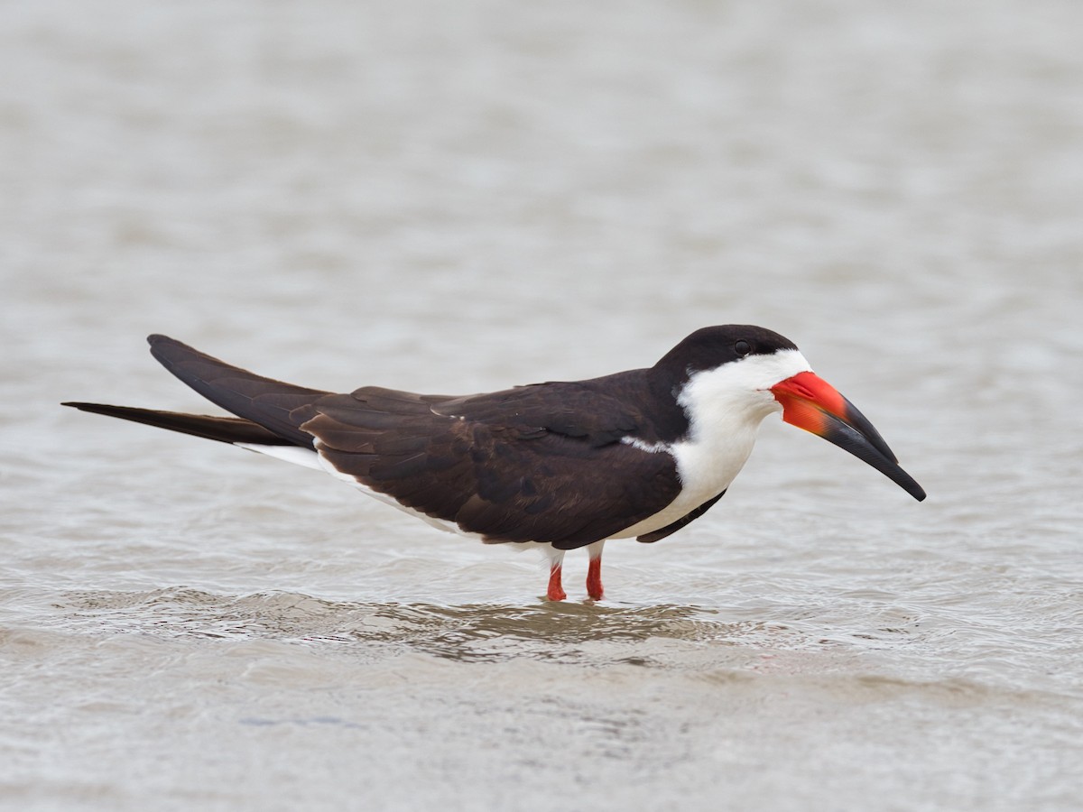 Black Skimmer - Eric Carpenter