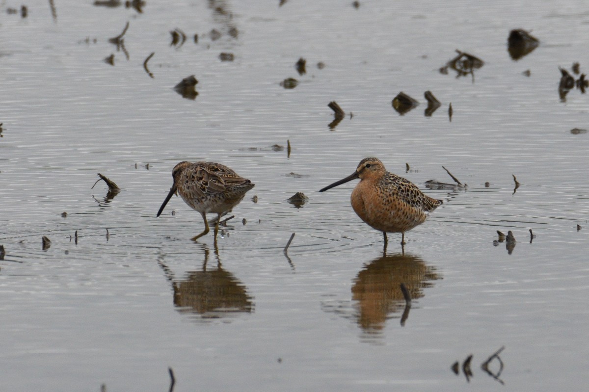 Short-billed Dowitcher - Vern Wilkins 🦉