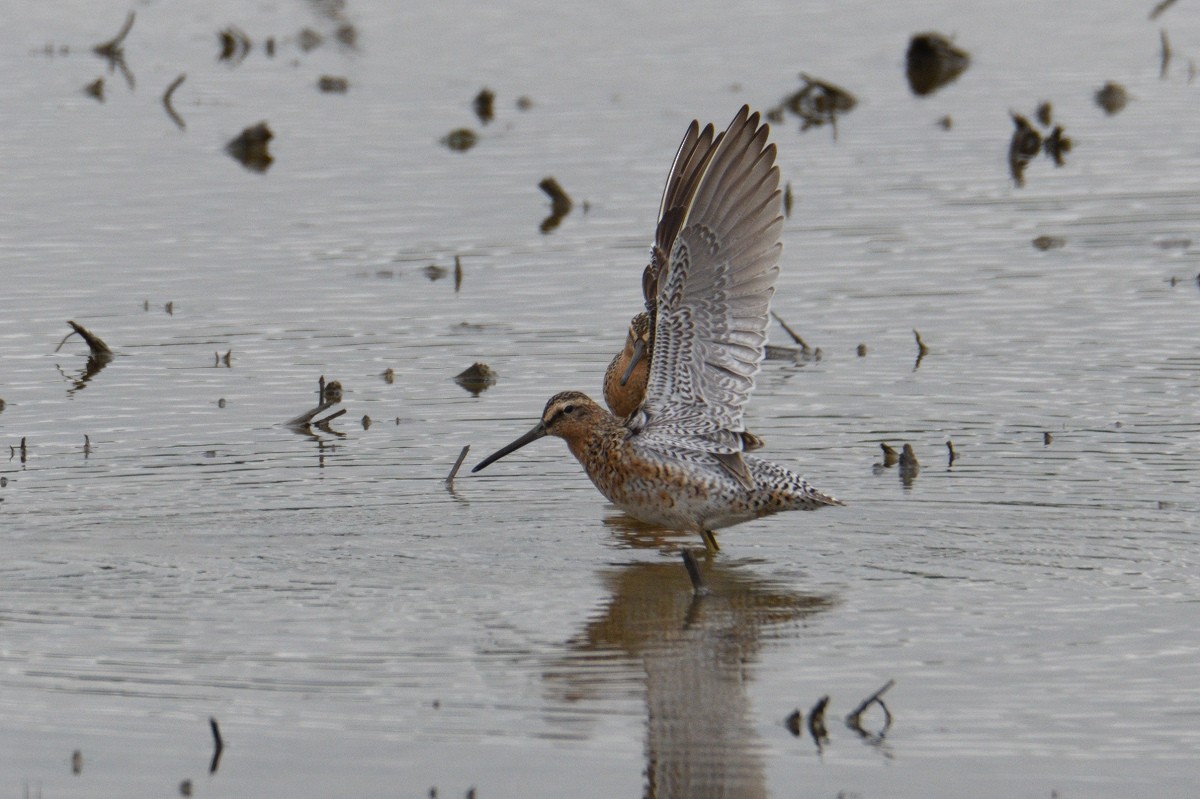 kortnebbekkasinsnipe - ML158154031