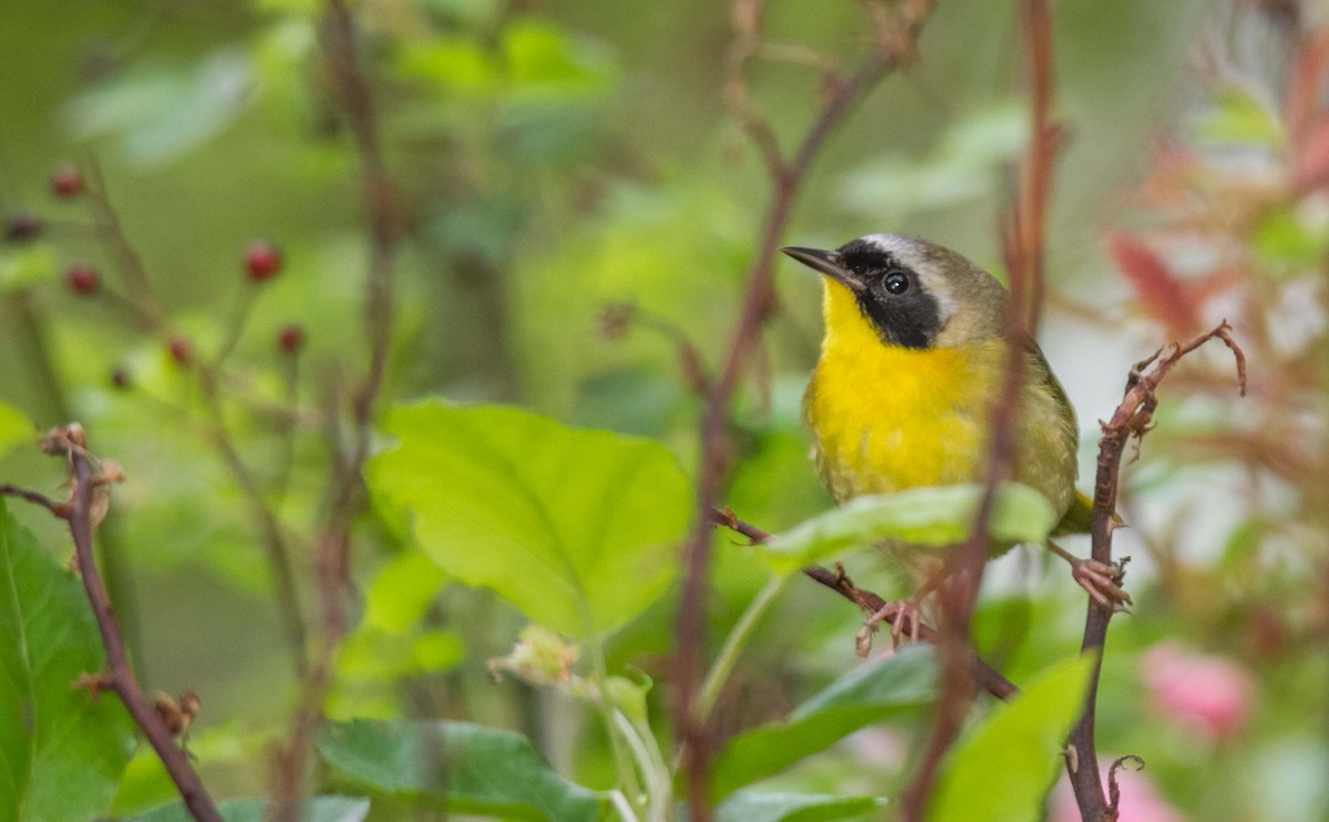 Common Yellowthroat - Ed Wransky