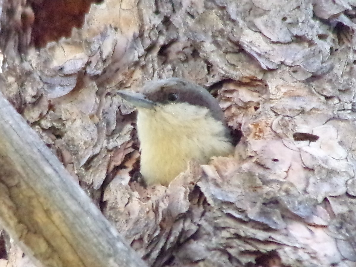 Pygmy Nuthatch - ML158155981