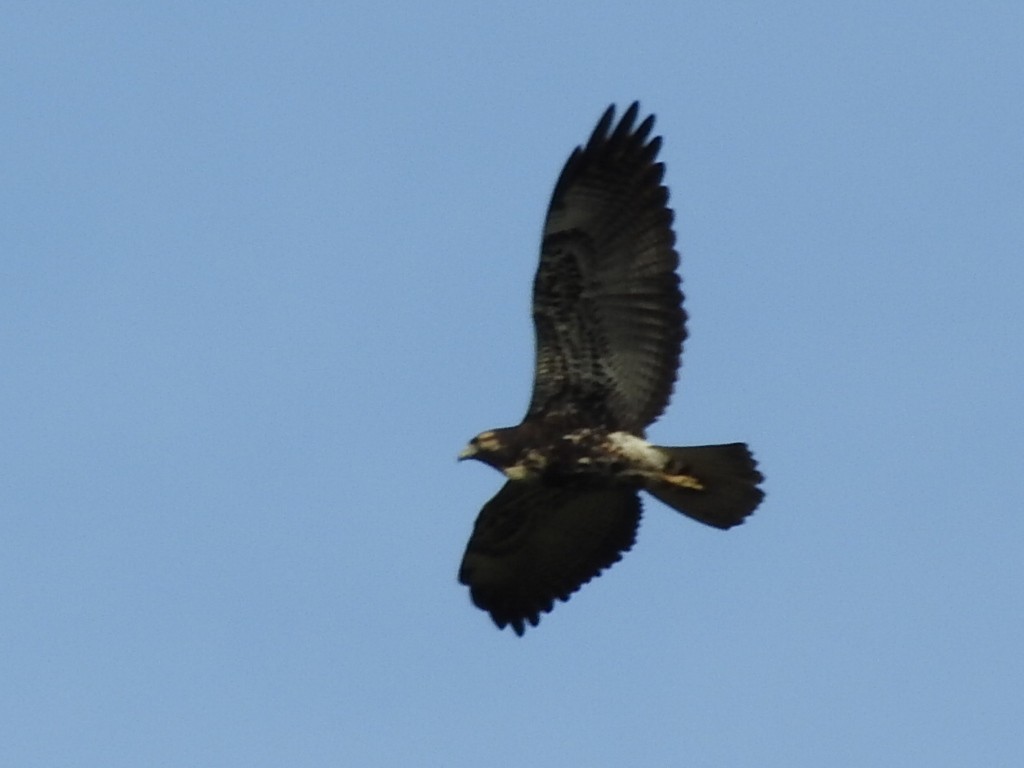 White-tailed Hawk - ML158156941