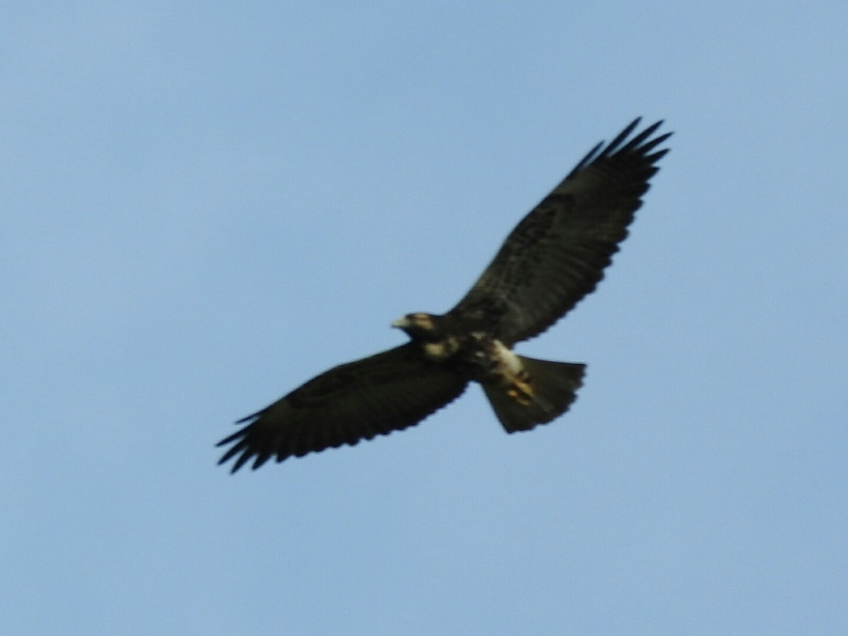 White-tailed Hawk - Enrique Chiurla