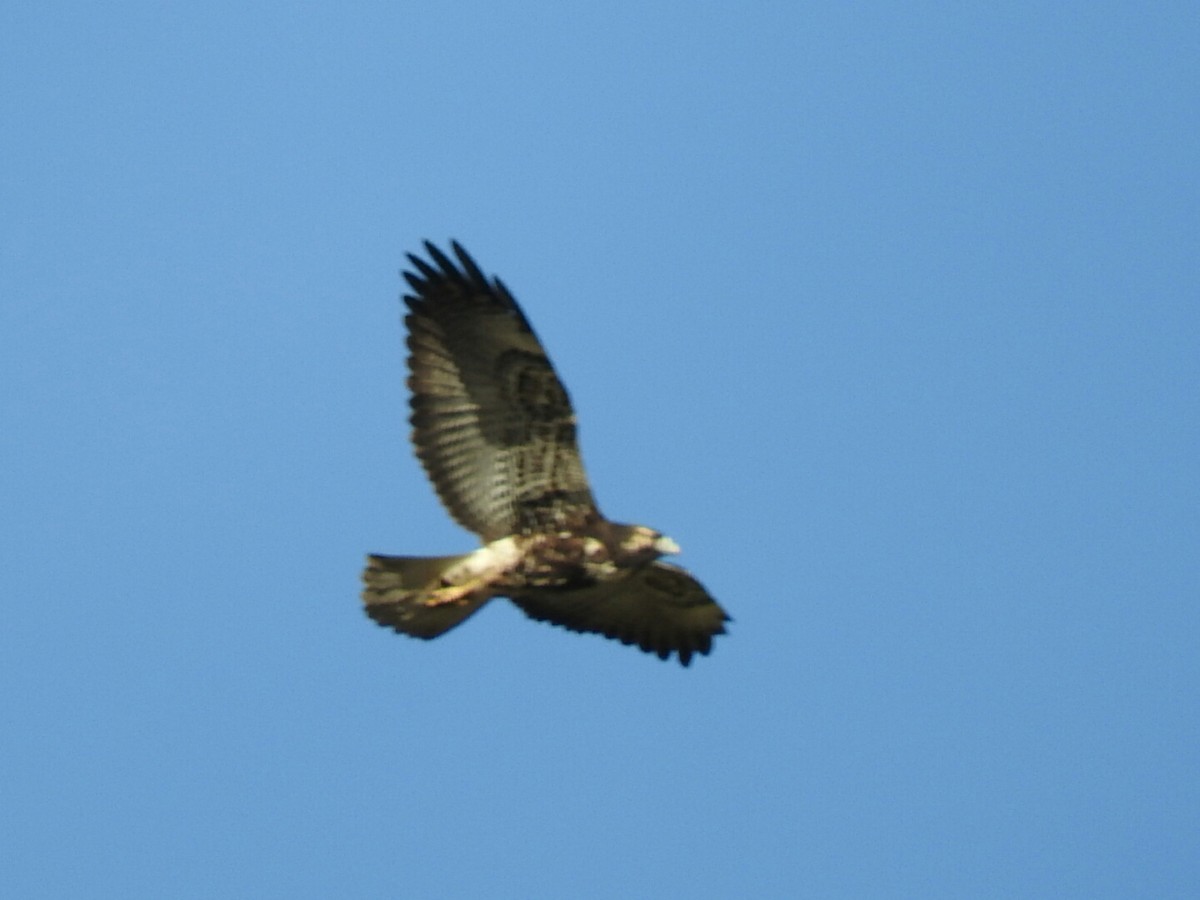 White-tailed Hawk - ML158156971