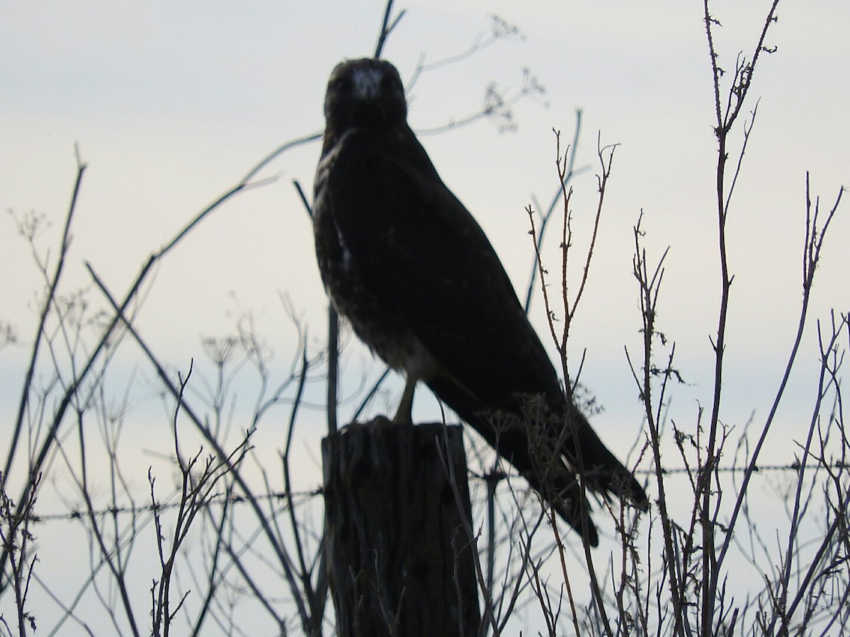 White-tailed Hawk - ML158156981