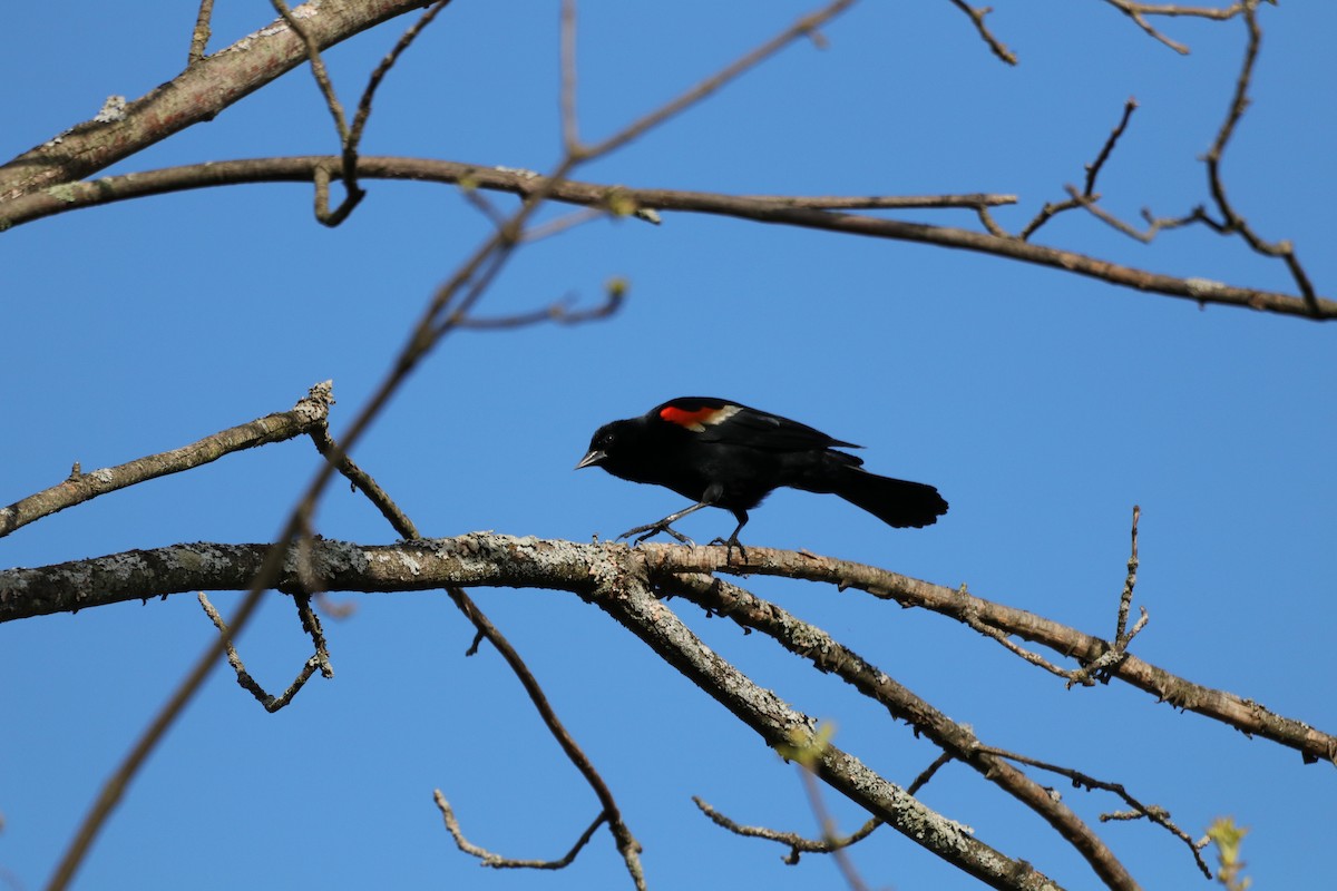 Red-winged Blackbird - ML158159811