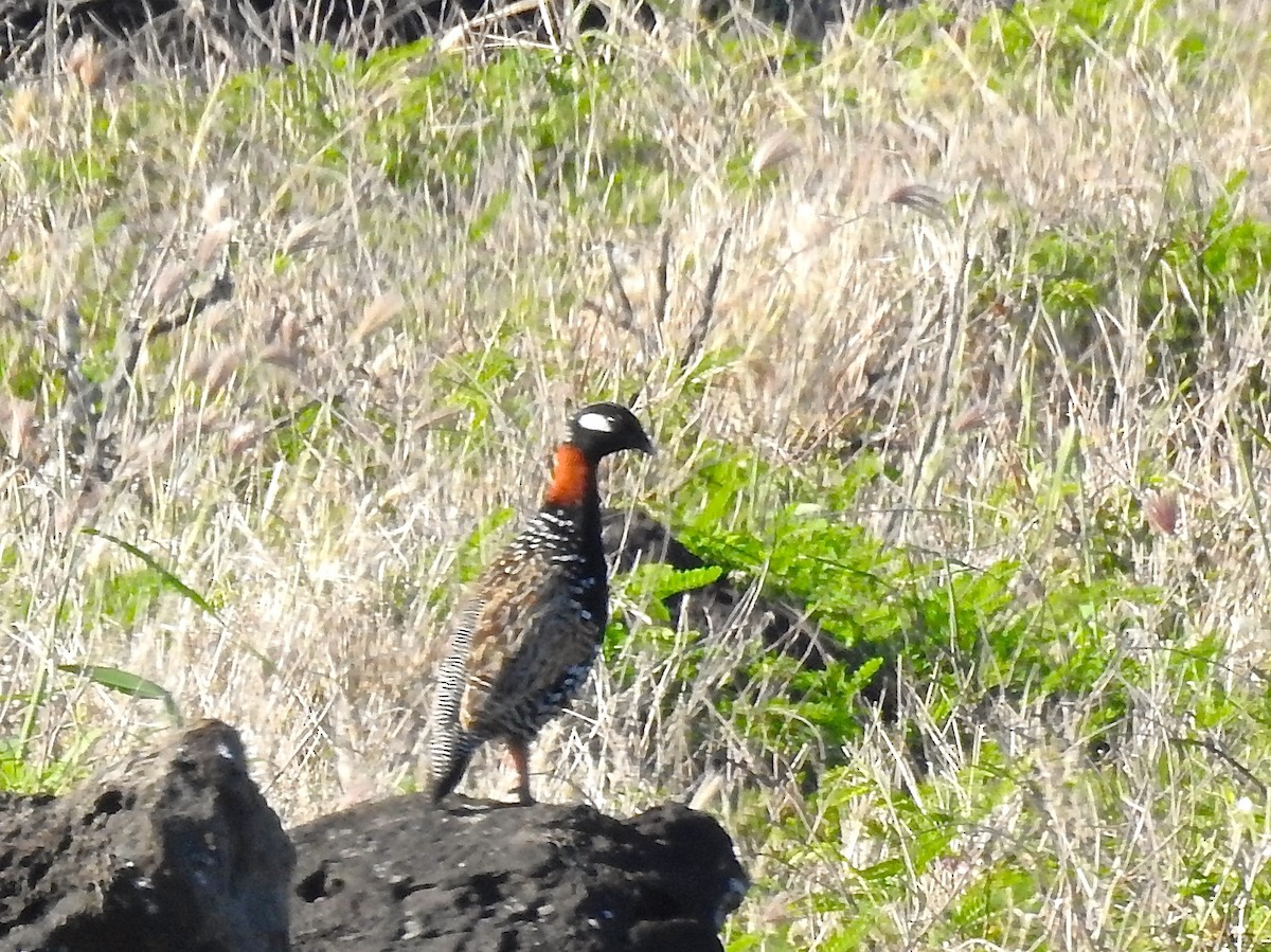 Black Francolin - ML158160571