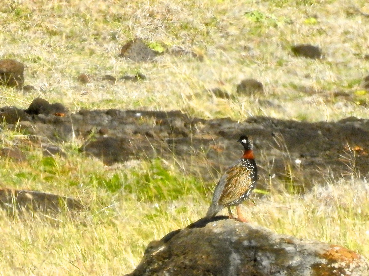 Black Francolin - ML158160601