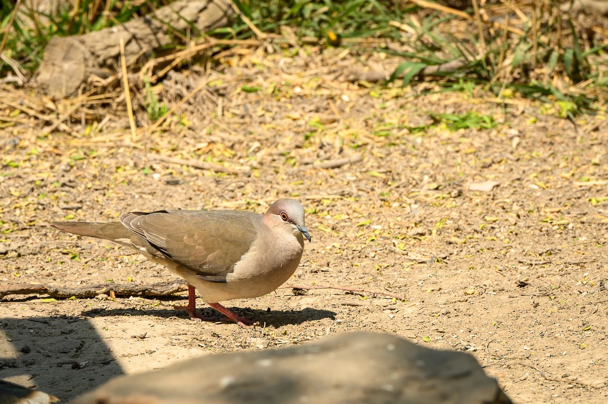 White-tipped Dove - Jeffrey Gray