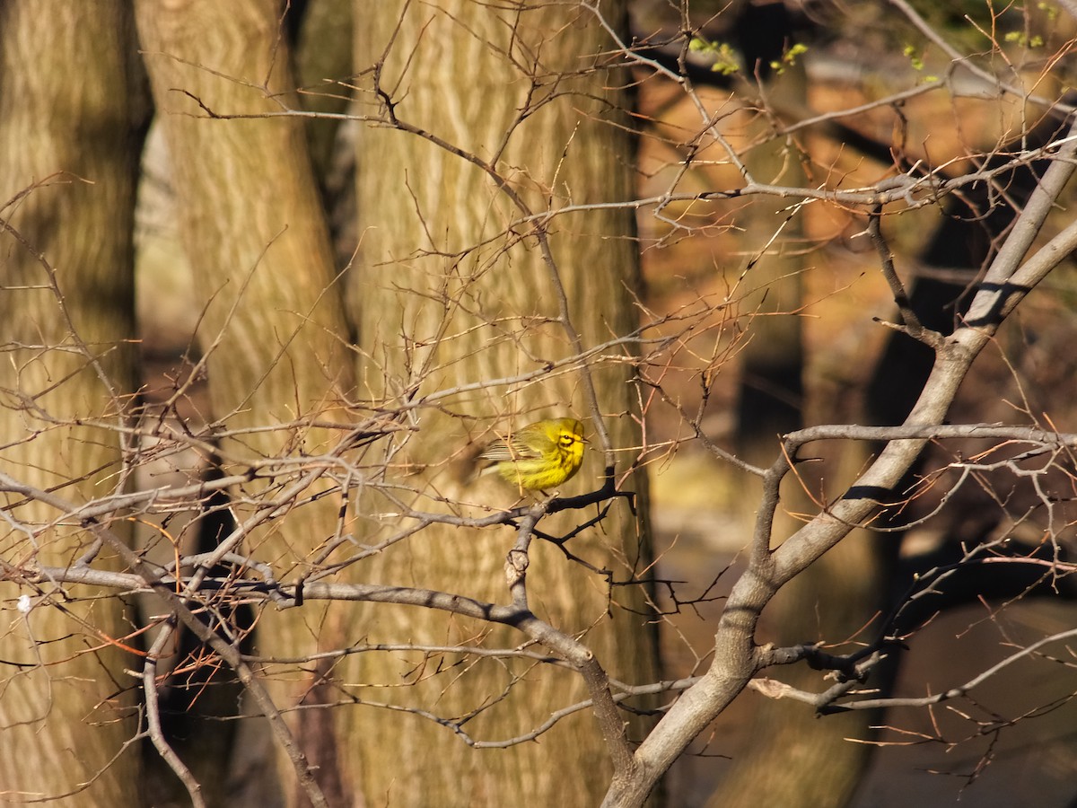 Prairie Warbler - Kai Sheffield