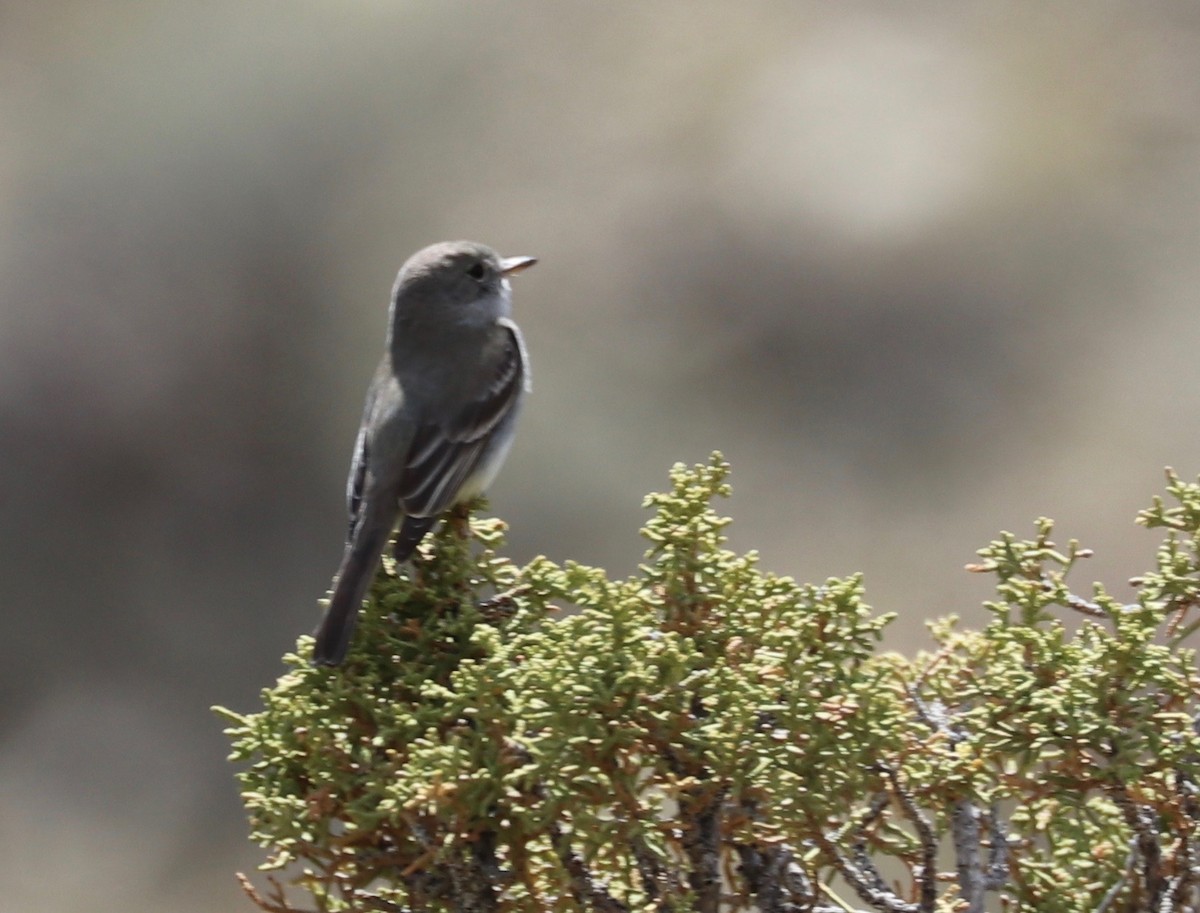Gray Flycatcher - ML158168551