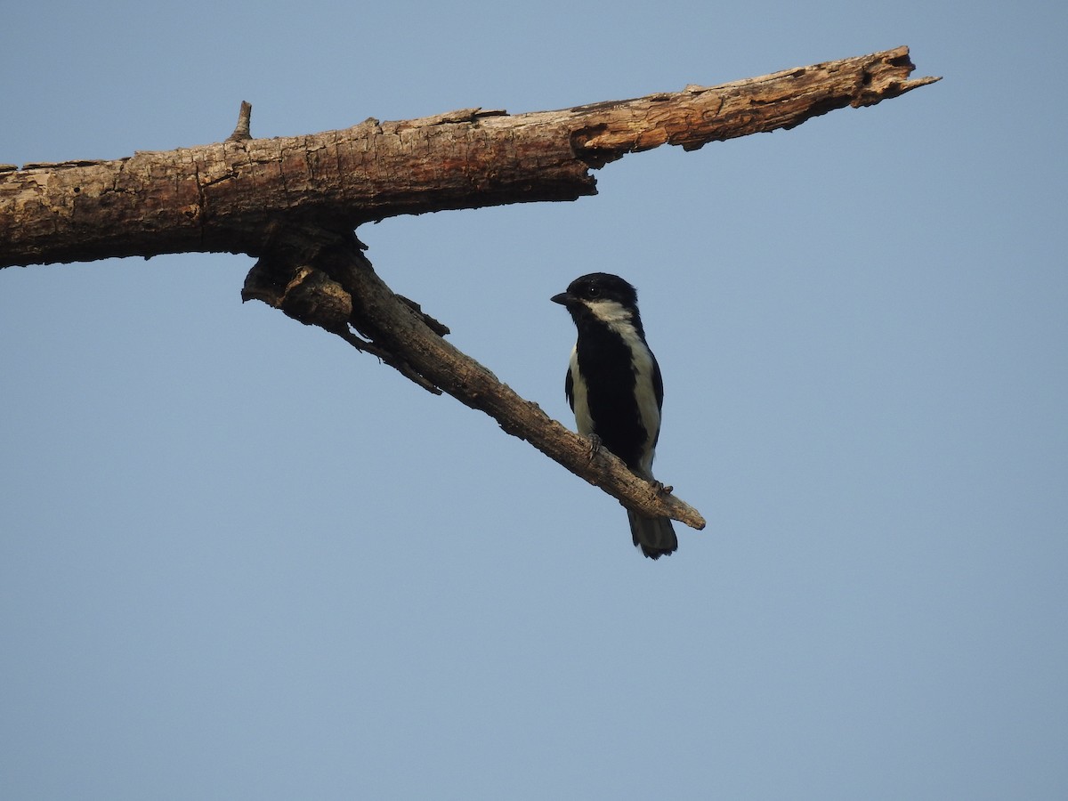 White-naped Tit - ML158168571