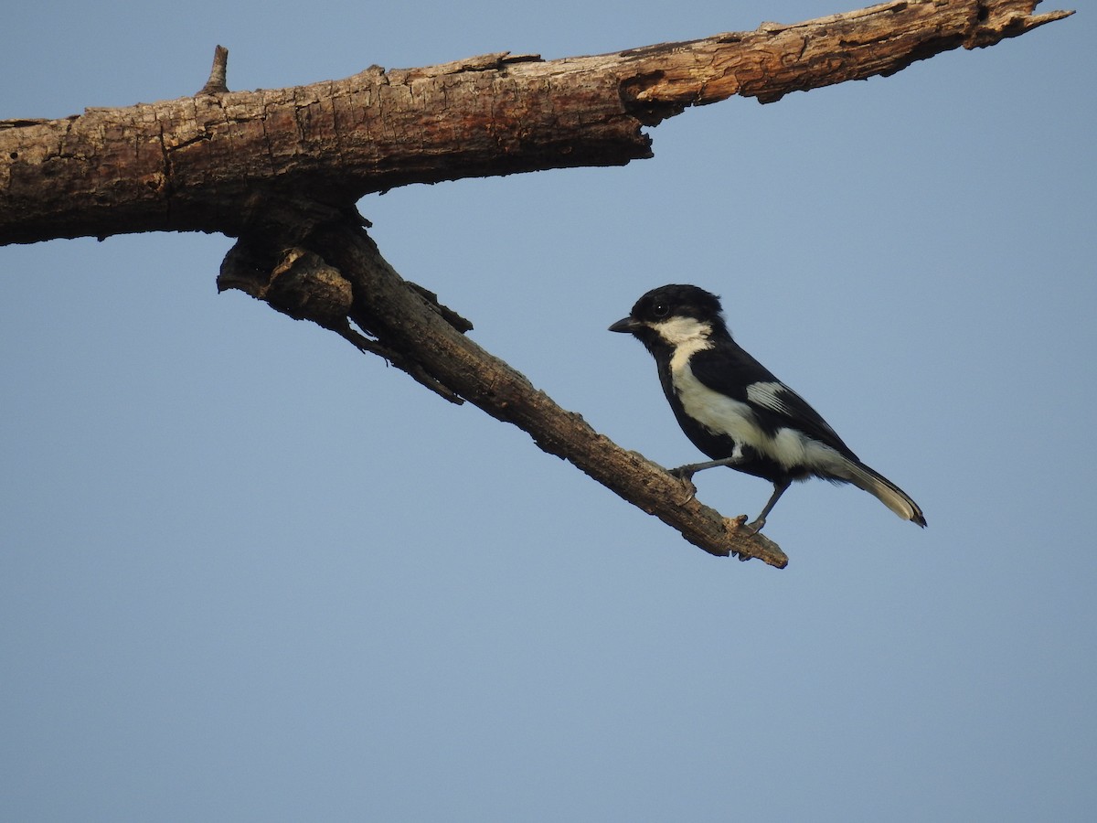 White-naped Tit - ML158168591