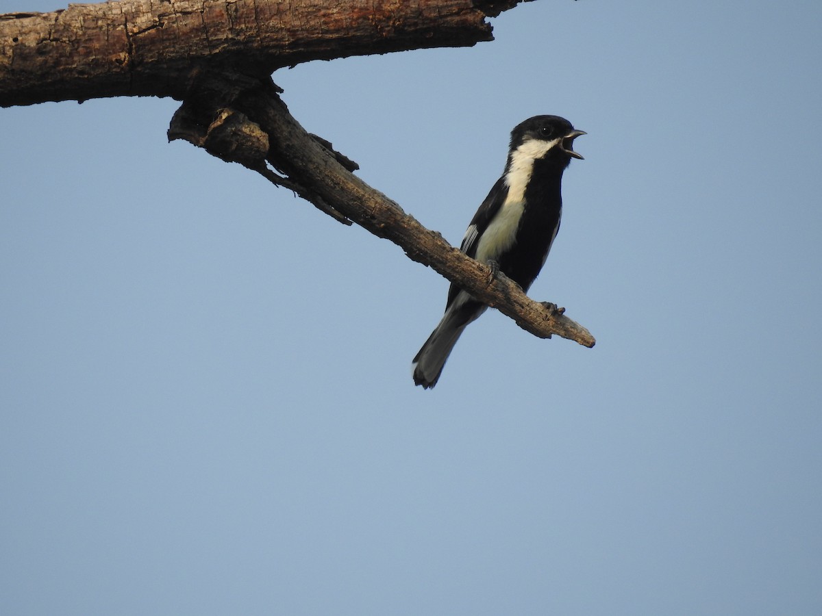 White-naped Tit - ML158168601