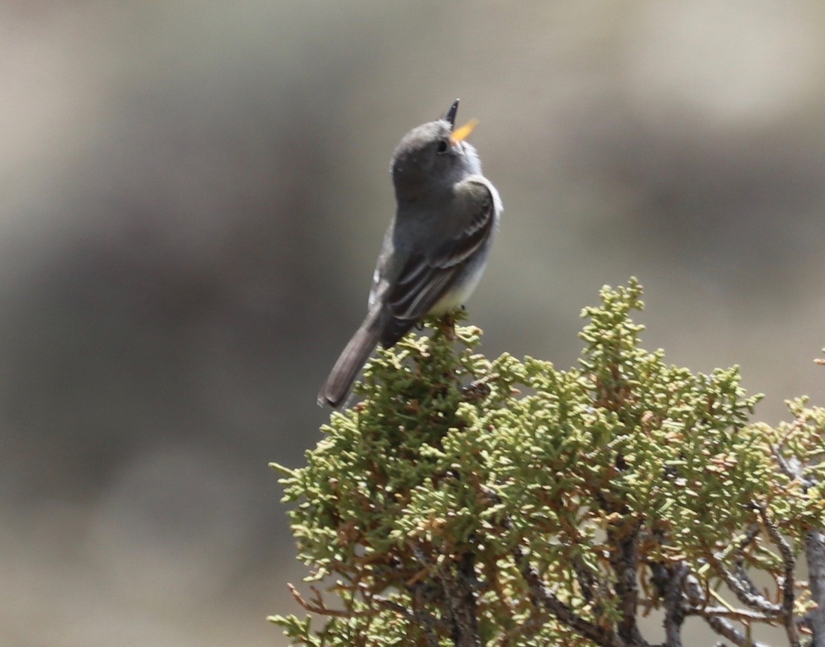 Gray Flycatcher - ML158168611